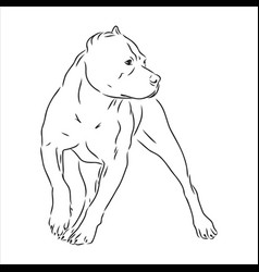 Sketch Drawing Pitbull Barking Pit Bull Terrier