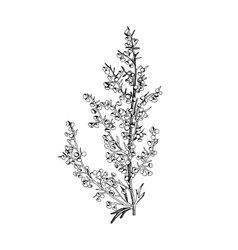 Hand Drawn Sagebrush Medicinal Herb