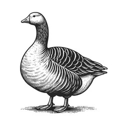 Fat Goose Engraving Sketch