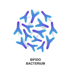 Bifidobacterium Probiotic Bacteria Good Bacteria