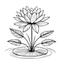 Water Lily Drawing Top View Art