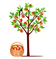 Peach Tree With A Swallow And A Basket Of Peaches