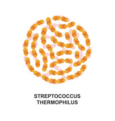 Streptococcus Thermophilus Probiotic Bacteria