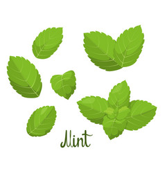 A Set Of Mint Leaves