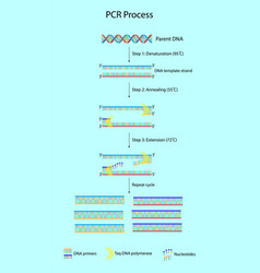 Polymerase Chain Reaction Process