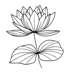 Simple Easy Water Lily Drawing Drawin