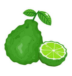 Green Citrus Fruit Organic Bergamot Slite