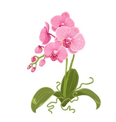 Pink Orchid Phalaenopsis Flower Isolated Roots