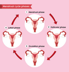 Scientific medical female repoductive system Vector Image