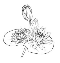 Hand Drawn Sketch Water Lily Drawing Pad