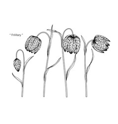 Fritillary Flower Drawing