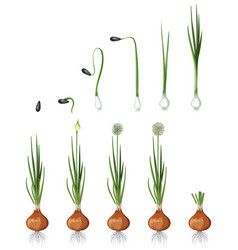 Set Of Onion Plant Element Isolated