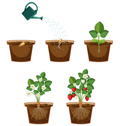 Life Cycle Of A Strawberry Plant Diagram