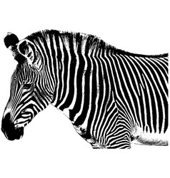 Zebra Sketch