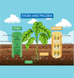 Diagram Showing Xylem And Phloem Plant