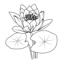 Water Lily Outline