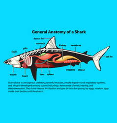 General Anatomy Of A Shark Diagram