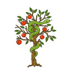 Serpent On Apple Tree Sketch