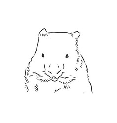 With Wombat Sketch Isolated On White Background