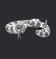 Rattlesnake Vintage Drawn In