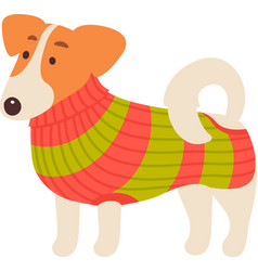 Jack Russel Dog In Sweater