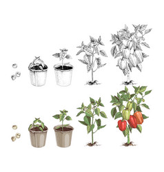 Bell Pepper Growth Stages Sketches