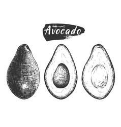 Sketch Ink Vintage Avocado Set Full Fruit An Cuts