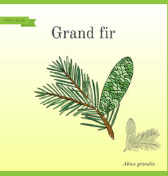 Great Silver Or Grand Fir Abies Grandis