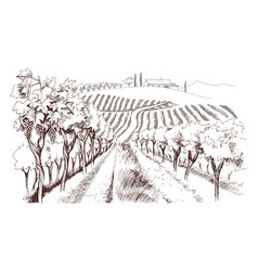 Hand Drawn Fields Of Vineyards With Grape Farm