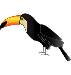 Toucan