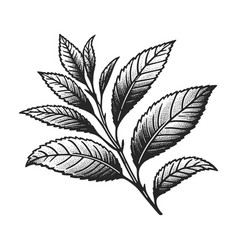 Tea Branch Engraving Line Art