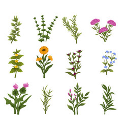 Herbs And Wild Flowers