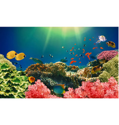 Underwater World Coral Fishes Red Sea