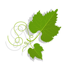 Green Grape Leaves With Twirled Tendrils Wine