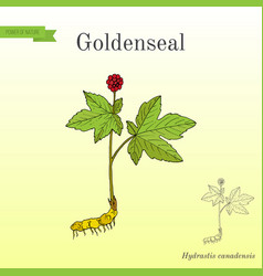 Goldenseal Hydrastis Canadensis Medicinal Plant