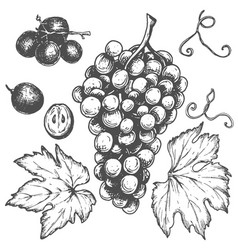 Sketch Ink Vintage Grape Set Draft Silhouette