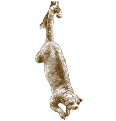 Engraving Of Kinkajou