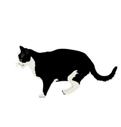 Black And White Cat Isolated