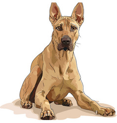 Thai Ridgeback Adorable Art