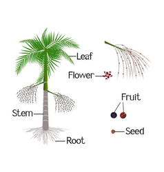 An Showing Parts Of Acai Palm Tree