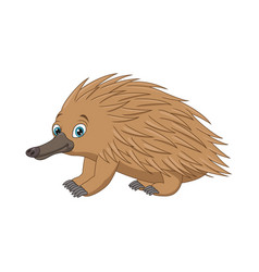 Cartoon Echidna Isolated On White Background