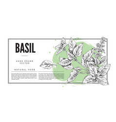 Basil Cooking Herb Background With Square Border