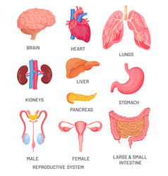 Human Organs Cartoon Brain Pancreas And Intestine