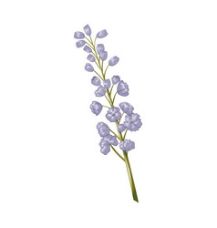 Cartoon Purple Lupine Flower Isolated