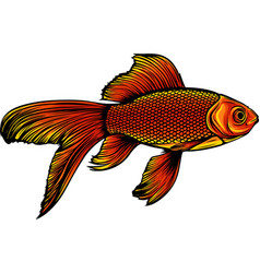 Goldfish Photo Realistic