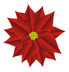 Christmas Red Flower