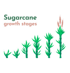 Sugarcane Growth Stages Cartoon Sugar Cane