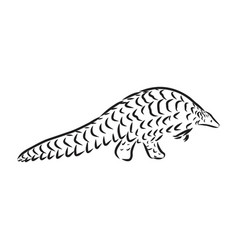 Hand Drawn Realistic Sketch Of Pangolin Isolated