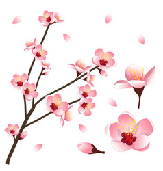 Prunus Persica - Peach Flower Blossom