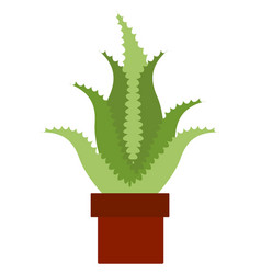 Aloe Cactus In Pot On White Background